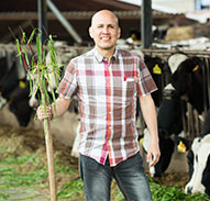Farmer in front of cows moving grass with pitch fork